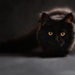 تفسير رؤية القطط السوداء في المنام