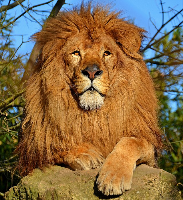 Lion dAfrique